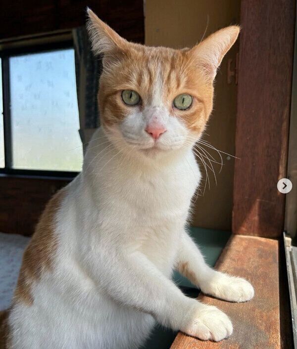 見つめるポン太くん