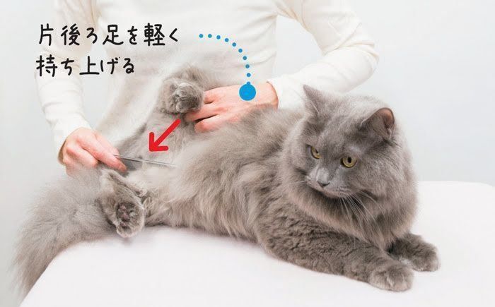 ブラッシング手順6