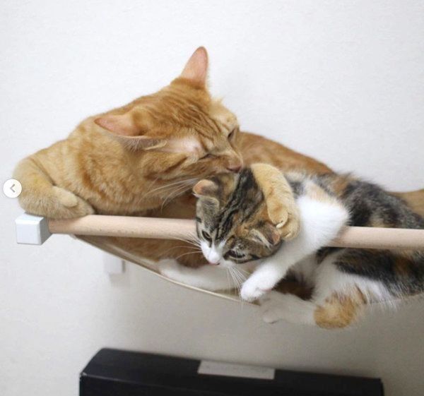 ハンモックでくつろぐ茶トラとマンチカン