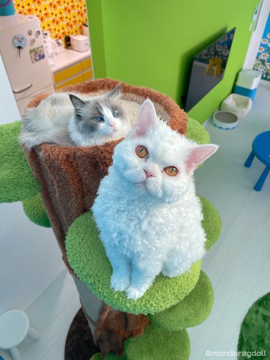 室内にいるセルカークレックスとラグドール
