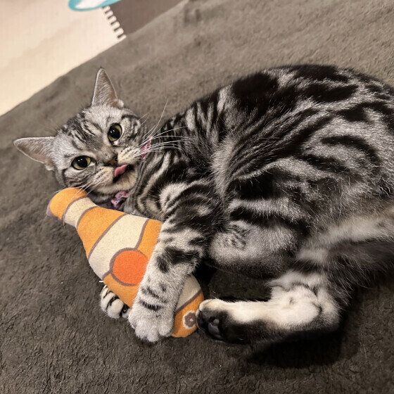 アメリカンショートヘアのこごみちゃん