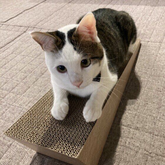キジトラ猫の銀慈ちゃん
