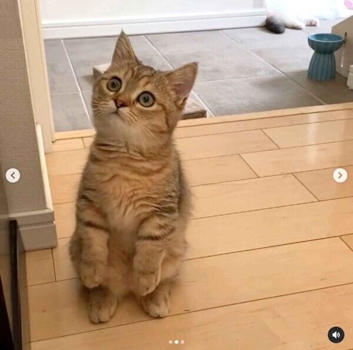 キュンが止まらない マンチカン立ちしながら一生懸命お喋りする子猫が可愛い ねこのきもちweb Magazine キュンが止まらない マンチカン立ちしながら一生懸命お喋りする子猫が可愛い ねこのきもちweb Magazine