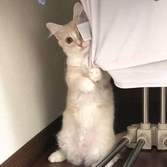 見つめるマンチカン