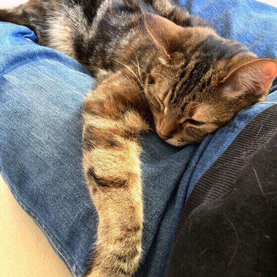 くつろぐマンチカン