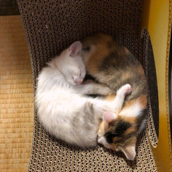 猫団子になる猫