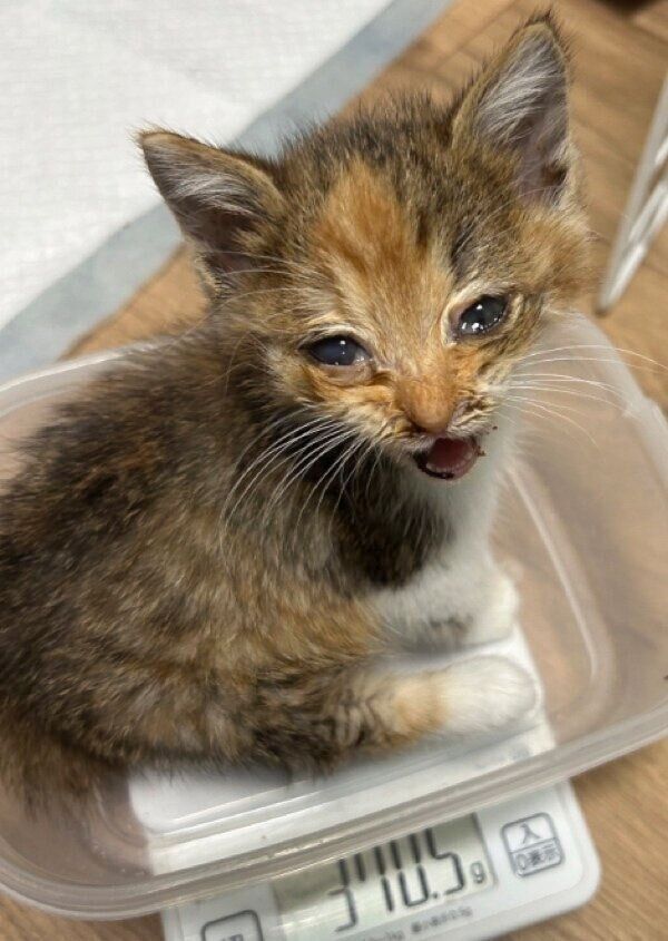 体重をはかるポテトちゃん