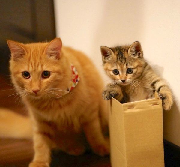 箱の中に入るしじみちゃんと見守る先住猫