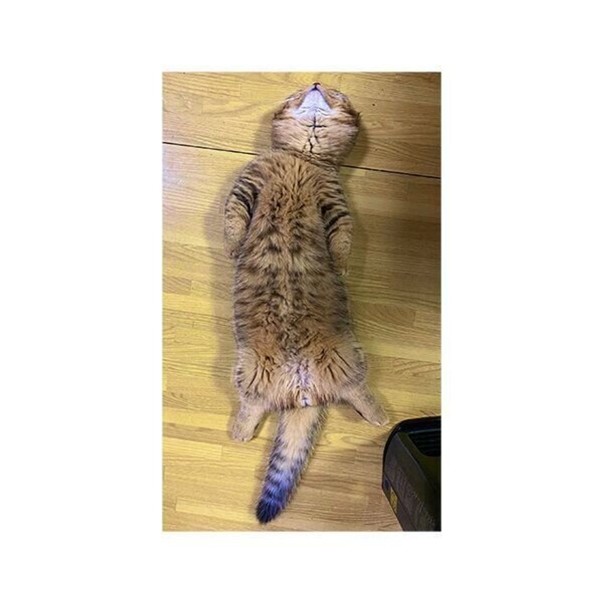 真上を向いて爆睡する猫 どうしてこうなった 豪快な寝姿の理由が微笑ましい ねこのきもちweb Magazine 真上を向いて爆睡する猫 どうしてこうなった 豪快な寝姿の理由が微笑ましい ねこのきもちweb Magazine