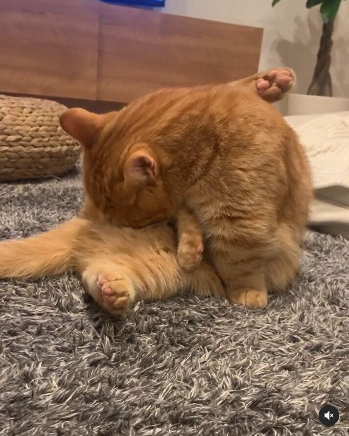 お尻を舐めるマンチカン猫のうにくん