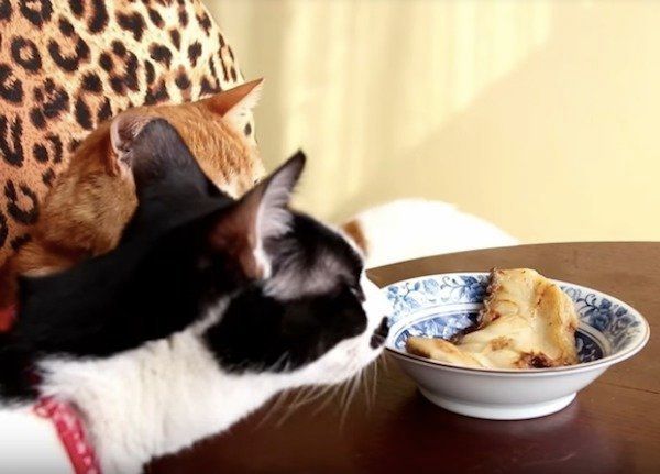 においをいただくニャンコ