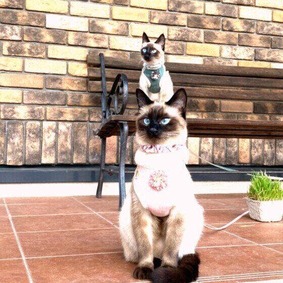 シンクロするようにポーズを取るシャム