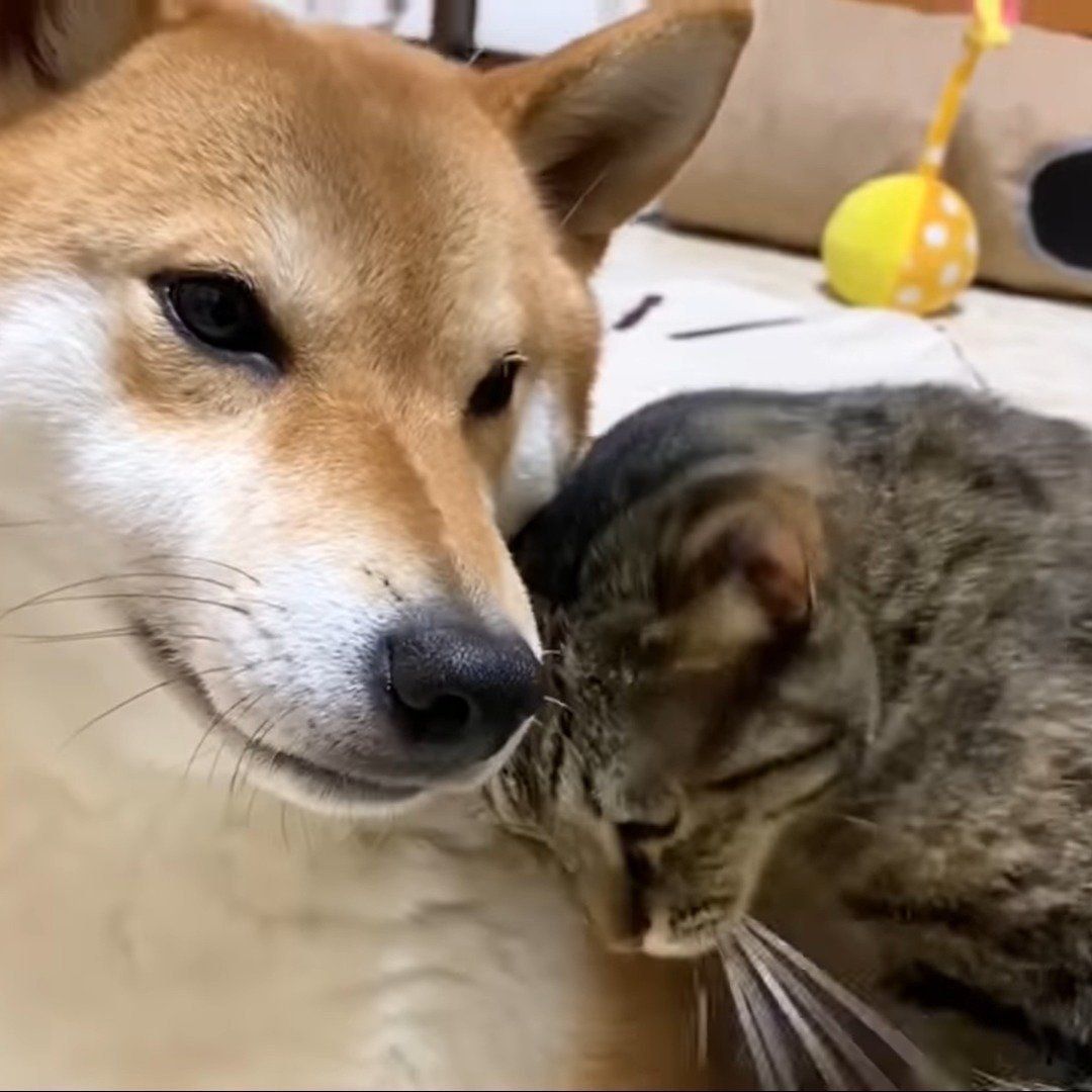 すかさず移動するリリちゃん