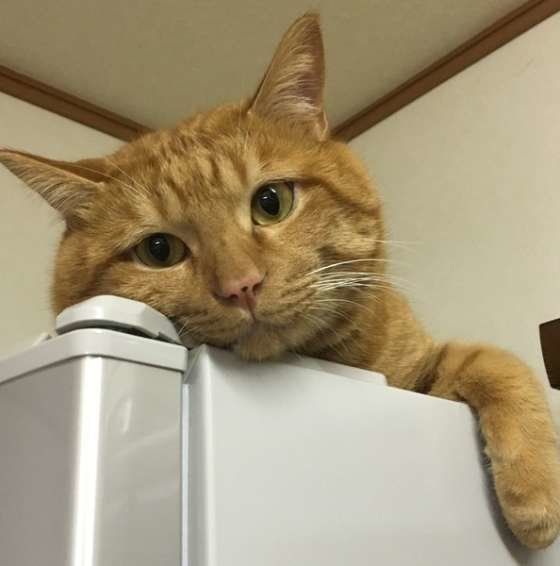 ライムくん MIX　茶トラ