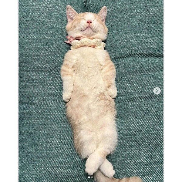 ソファの溝に挟まりながら眠るぽてちくん