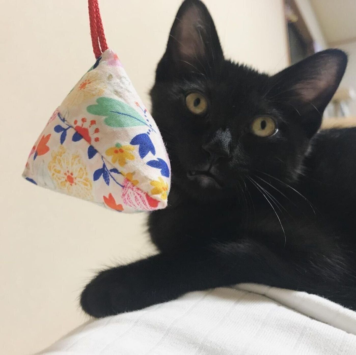 インスタで見つけた手作り猫おもちゃ 猫まきびし がかわいい ねこのきもちweb Magazine インスタで見つけた手作り猫おもちゃ 猫まきびし がかわいい ねこのきもちweb Magazine