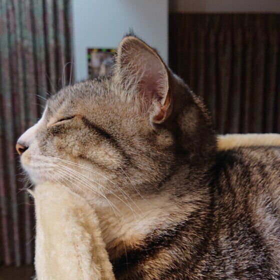 あごをのせるみーこちゃん（MIX）