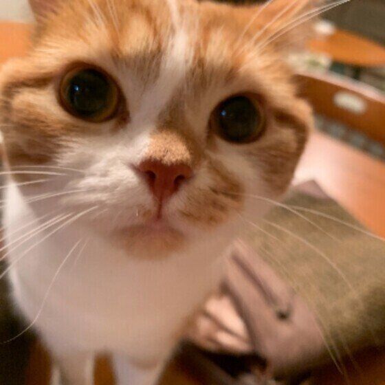 凪ちゃん（スコティッシュフォールド）