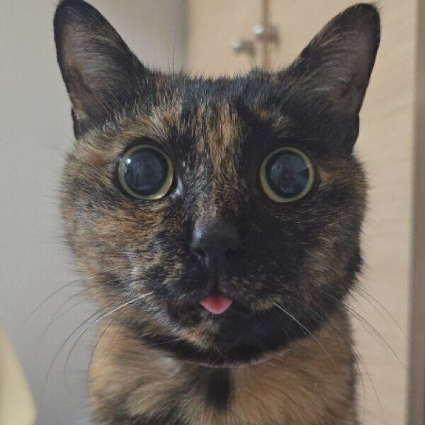 飼い主さんをじっと見つめるしゃけちゃん