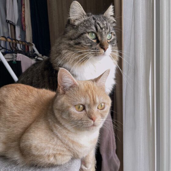 マンチカンのつむぎちゃん