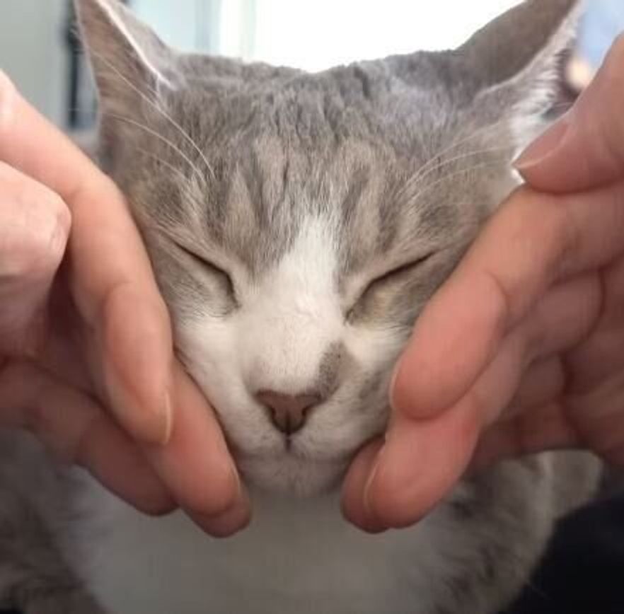 ではここから細くしてきますね 飼い主さんによる小顔マッサージを受ける猫 ねこのきもちweb Magazine ではここから細くしてきますね 飼い主さんによる小顔マッサージを受ける猫 ねこのきもちweb Magazine