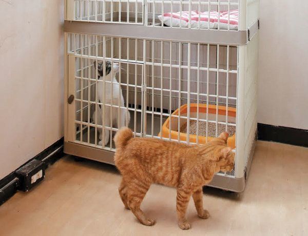 猫のケージのメリットと慣れさせ方