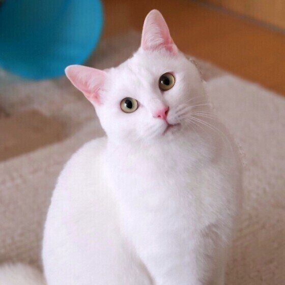 見つめるシロくん（MIX）