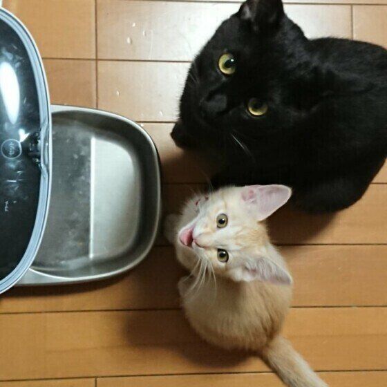 ごはんをおねだりするうにちゃんたち