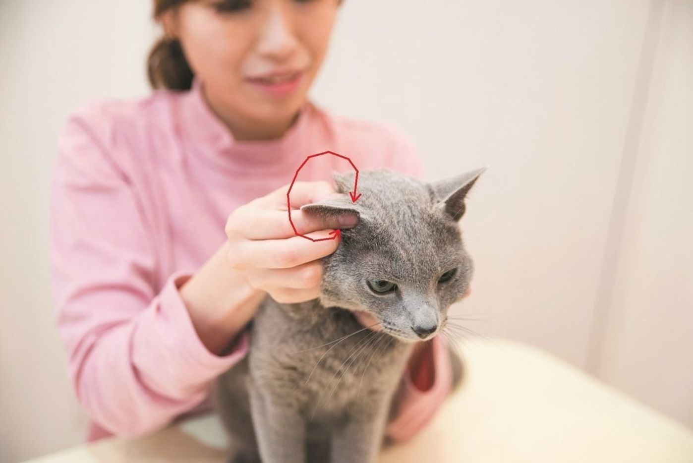 猫の顔を温める クルクル スライドマッサージ ねこのきもちweb Magazine 猫の顔を温める クルクル スライドマッサージ ねこのきもちweb Magazine