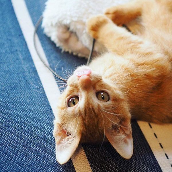 しなとらちゃん