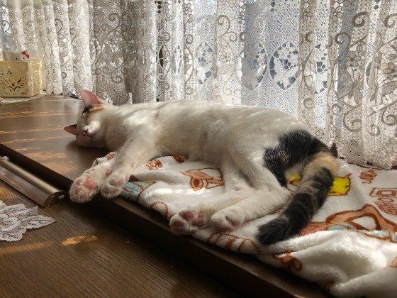 ひなたぼっこ中のミケ