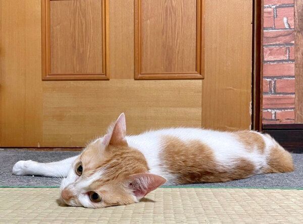 寝転がるポチちゃん