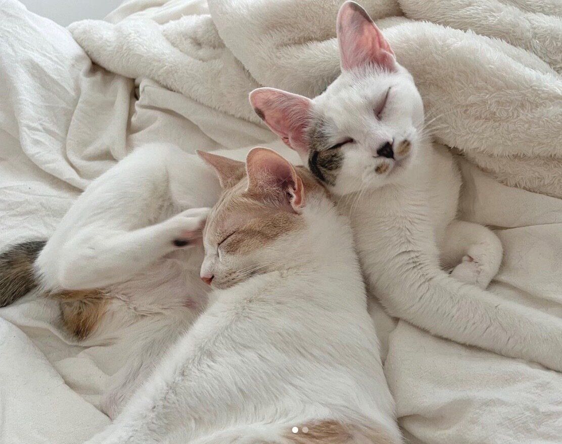 まったりするミソくん、コメちゃん