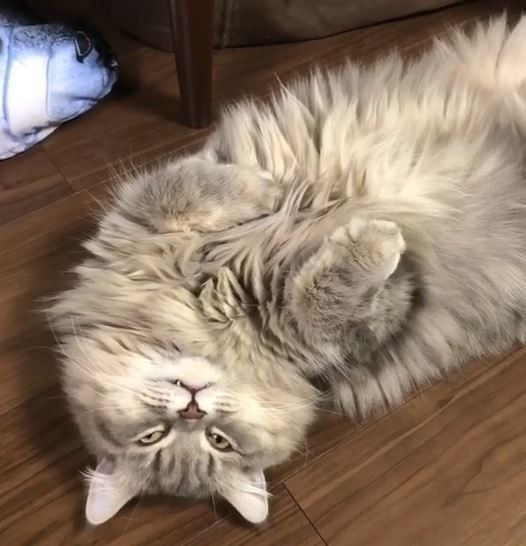 ラガマフィンのそうちゃん