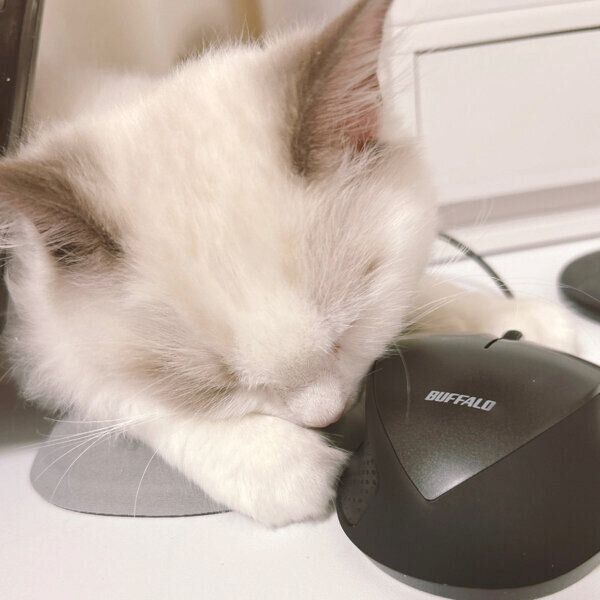 パソコン作業をする飼い主さんのそばで過ごすわたあめくん