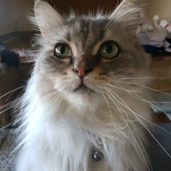 サイベリアンのさくらちゃん