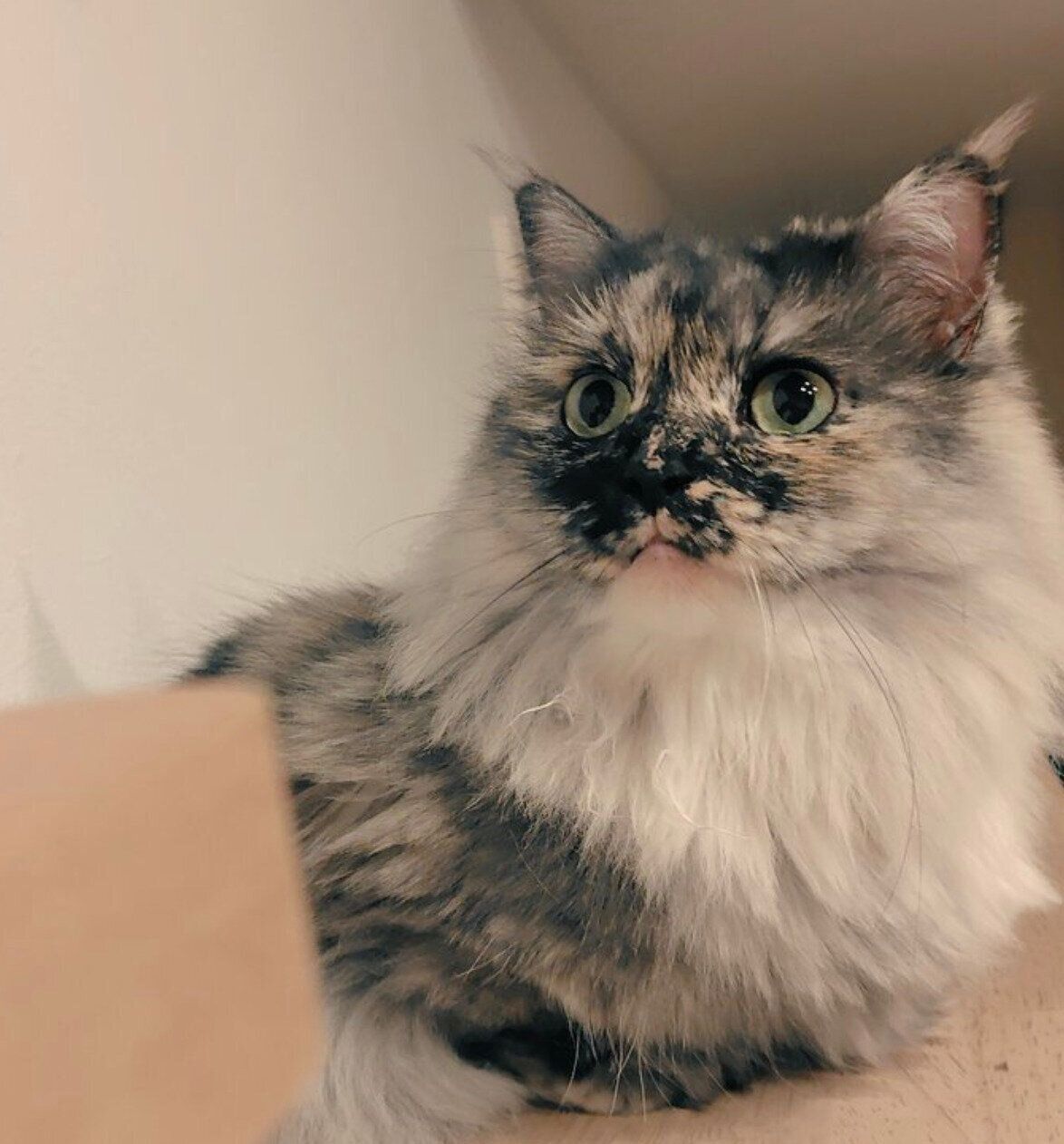 なにかを見つめるエアちゃん