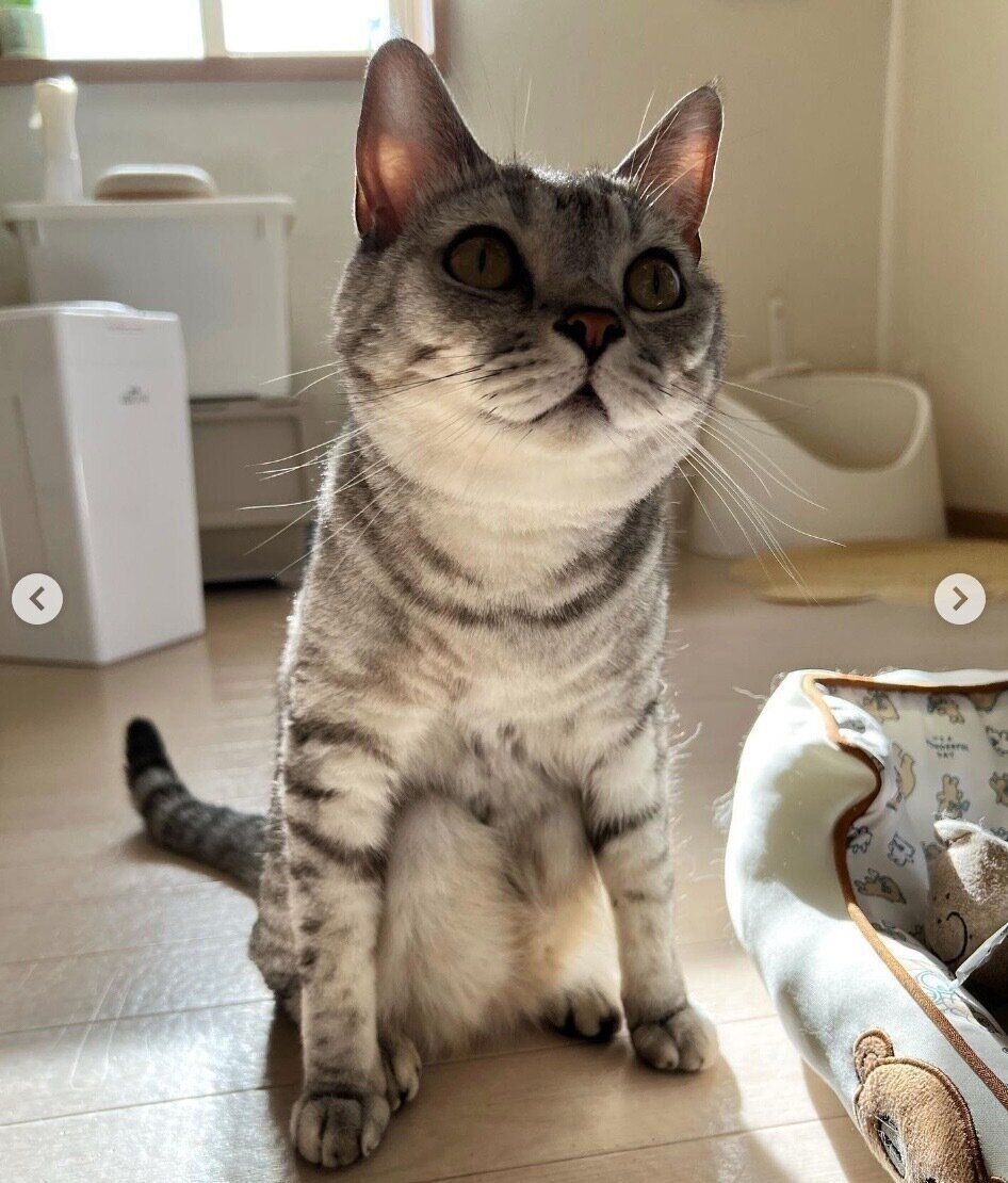 独特な座り方をする銀ちゃん