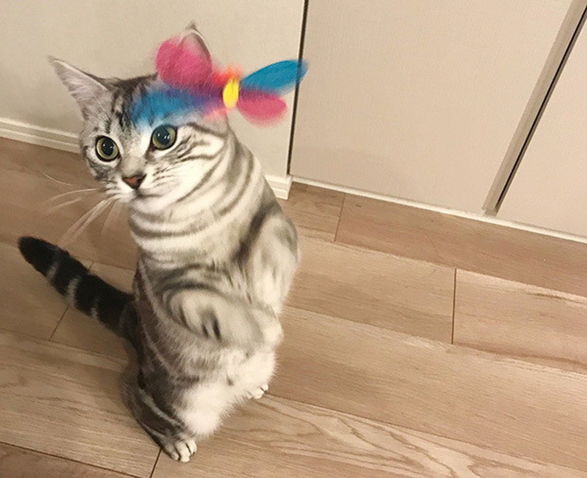 当たり前の質問ですみません 我が家の愛猫が一番かわいい 結果は ねこのきもちweb Magazine 当たり前の質問ですみません 我が家の愛猫が一番かわいい 結果は ねこのきもちweb Magazine