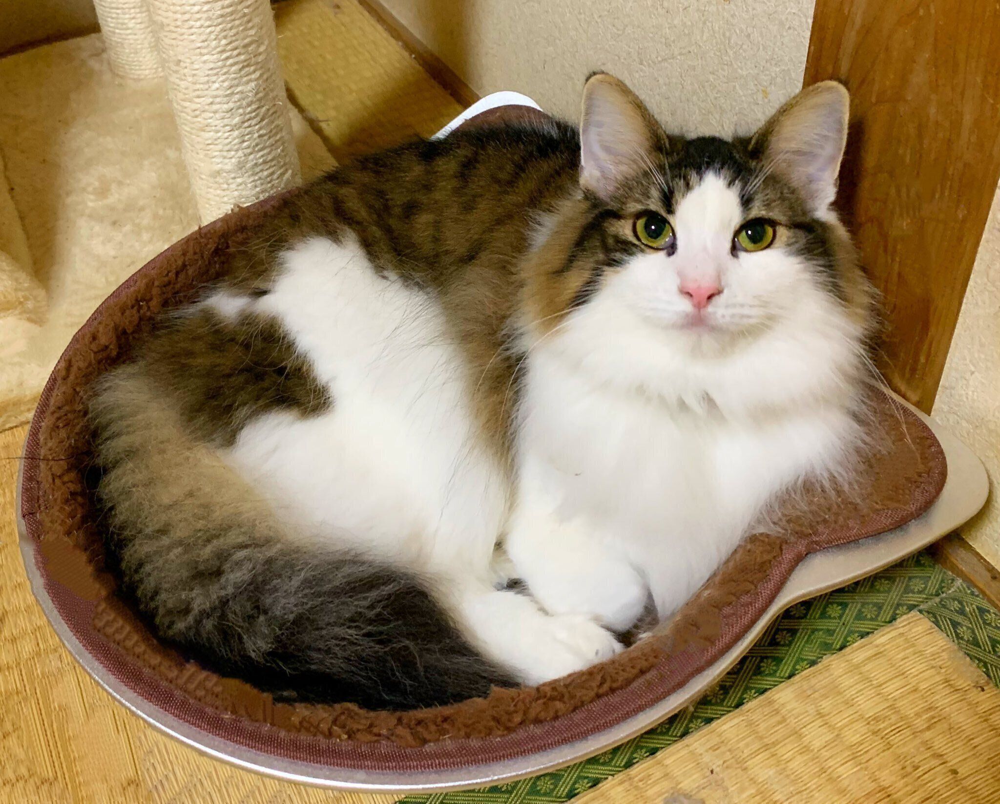 大人になったクッキーちゃん