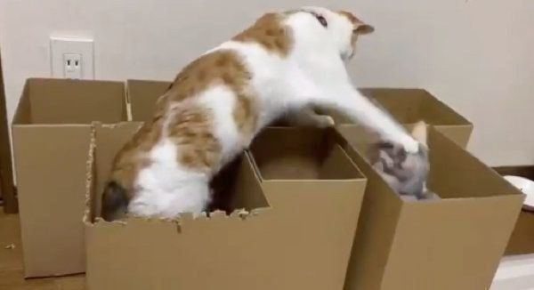 ダンボールで遊ぶ猫たち
