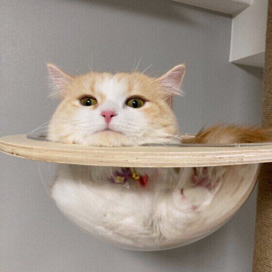 くつろぐマンチカン