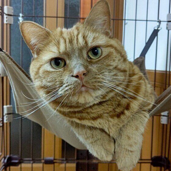 アメリカンショートヘアの龍太ちゃん