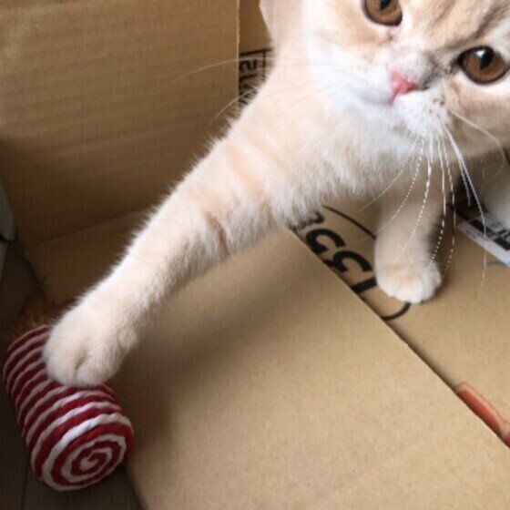 おもちゃで遊ぶエキゾチックショートヘア