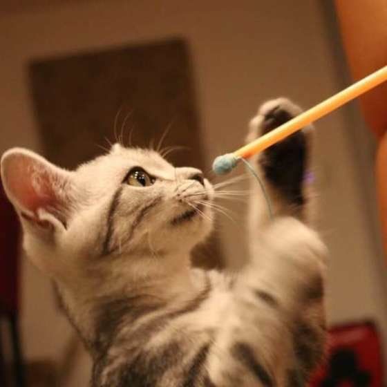 おもちゃで遊ぶアメリカンショートヘア