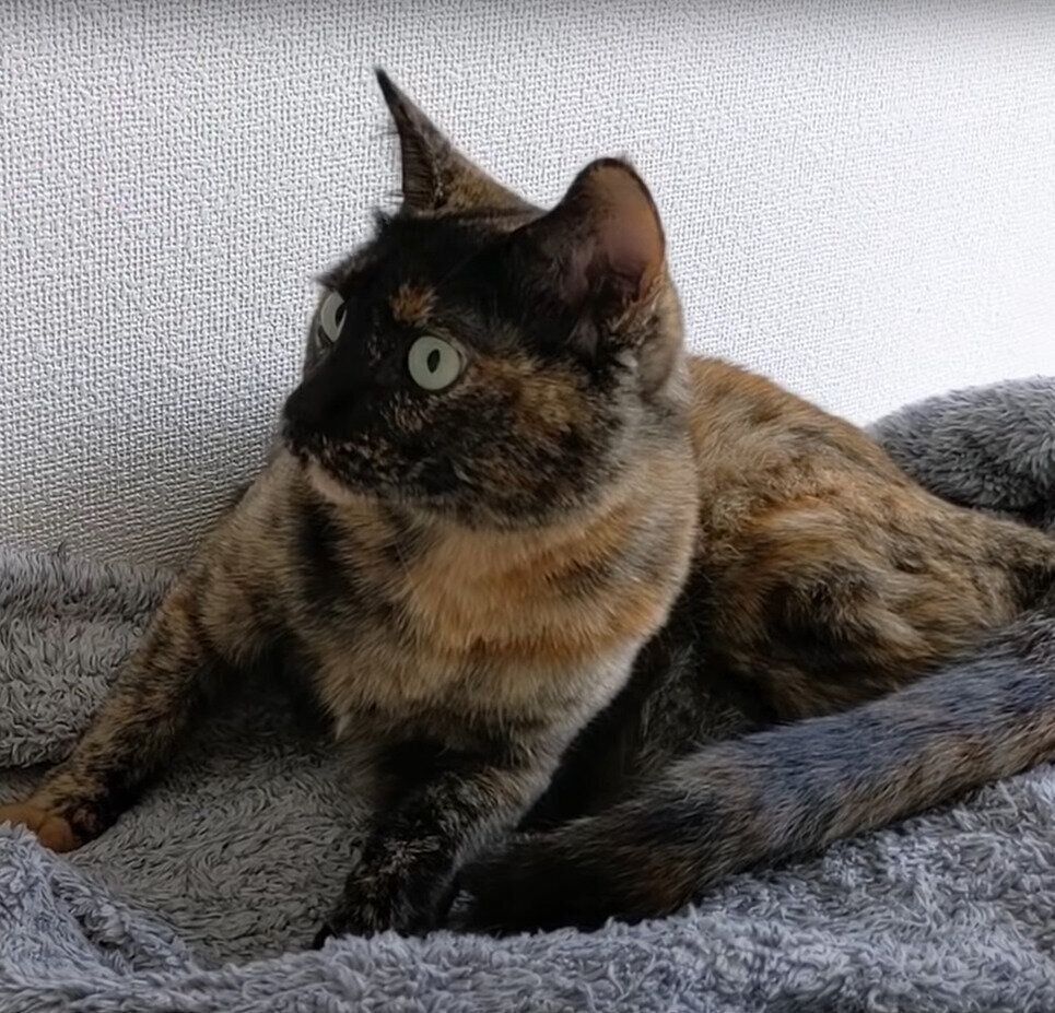 パパに気づいたモモちゃん