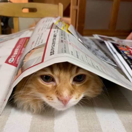 新聞をかぶるスコティッシュフォールド・ロングヘア