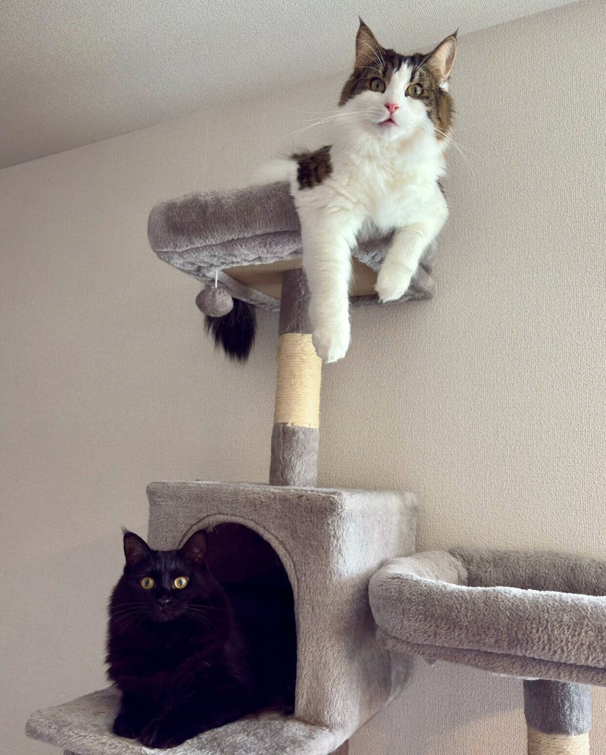 ヨルちゃんと同居猫・ネロくん