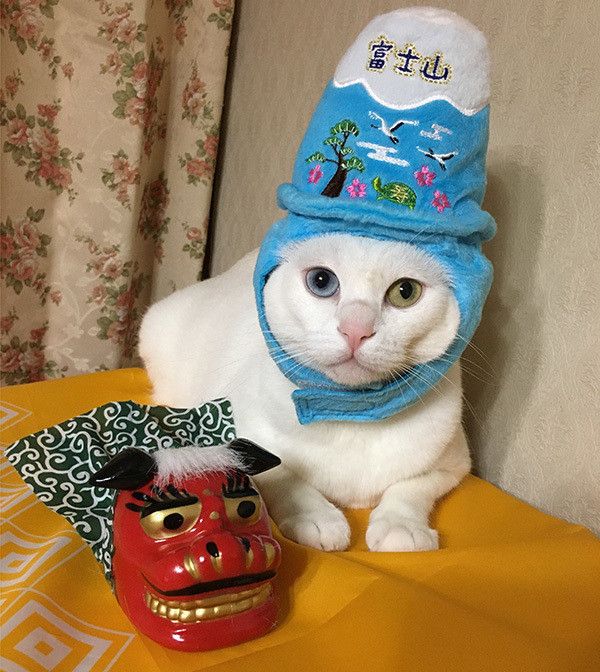 被り物をする猫