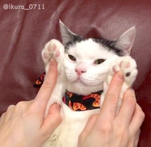 マッサージをしてもらう猫